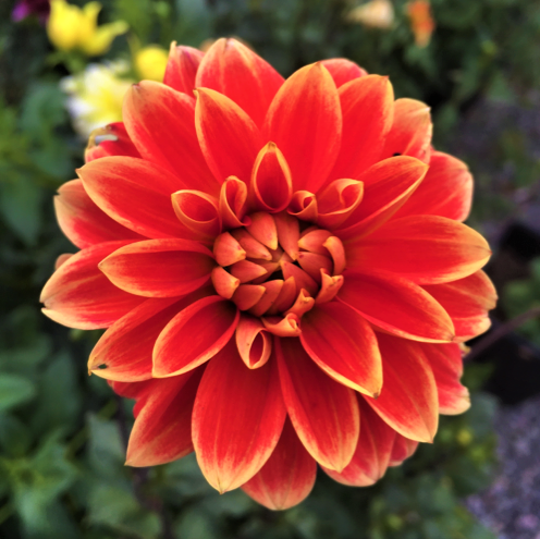 Dahlia Maxime